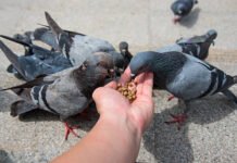 If you feed pigeons, you will get a fine, why did the government implement this strict rule?