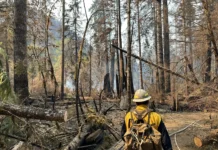 Firefighters suspect management complicity in Bear Gulch ICE raid