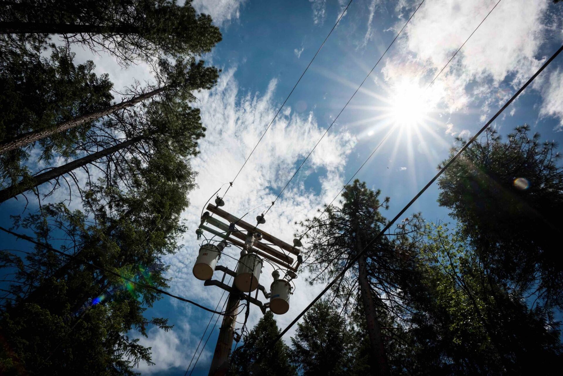 Electricity Cables Running Through A Forest
