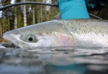 steelhead