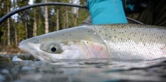 steelhead