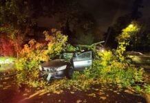 Tree Falls on Car During Storm in Burien