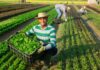 DHS Streamlines Filing Process for Agricultural Workers Agricultural Workers