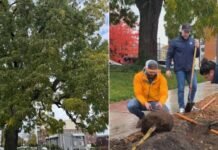 City of Tacoma Saves Historic Walnut Trees During Sidewalk Project Walnut Trees During Sidewalk Project