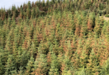 A mixed stand of Douglas-fir and western hemlock scorched near Seaside, Oregon following the 2021 heat dome