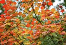 City of Kent Reminds Residents Not to Blow Leaves into Streets This Fall scent of pumpkin spice