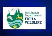 Washington Lakes Stocked With Nearly 65,000 Jumbo Trout Ahead of Black Friday Fishing wa fish & wildlife