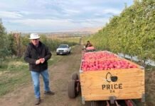 In Washington orchards, immigration crackdown sows fear and uncertainty Aaron Clark, a vice president for Price Warehouse & Cold Storage, focuses on hiring local workers for apple harvests grown on some 3,500 acres of central Washington orchard lands, which include this acreage near Union Gap