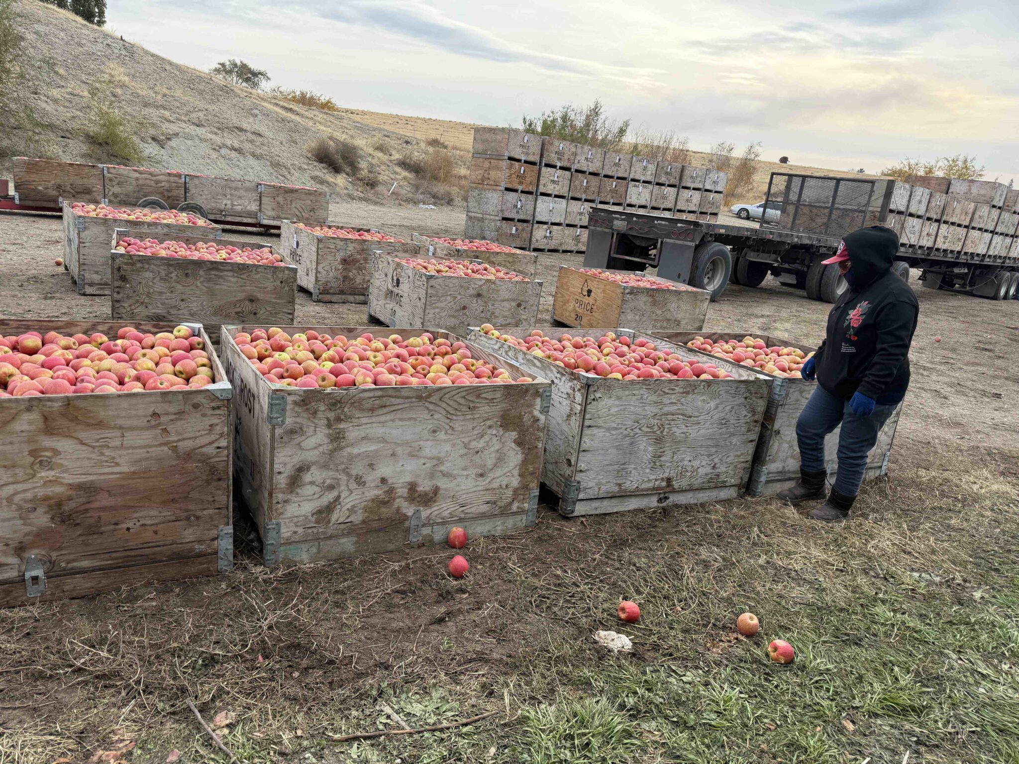 During the course of a day in the orchards, workers pick thousands of apples that fill up bin after bin. (Photo by Hal Bernton)