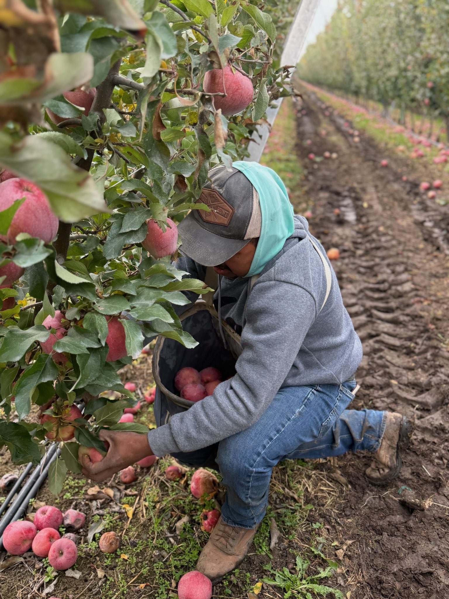 A picker harvests ripe Pink Ladies apples from a long, carefully pruned row of trees near Union Gap in central Washington, in late October 2025. (Photo by Hal Bernton)