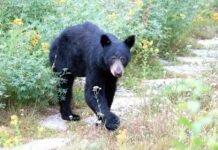 Probe of WA Fish and Wildlife Commission to stretch into 2026 National Park Service