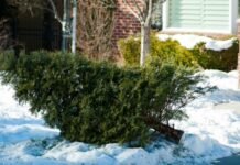 Free Holiday Tree Recycling Returns