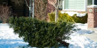 Free Holiday Tree Recycling Returns