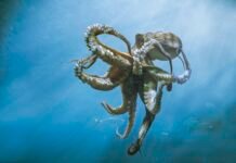 Washington may ban sales of farmed octopus An octopus