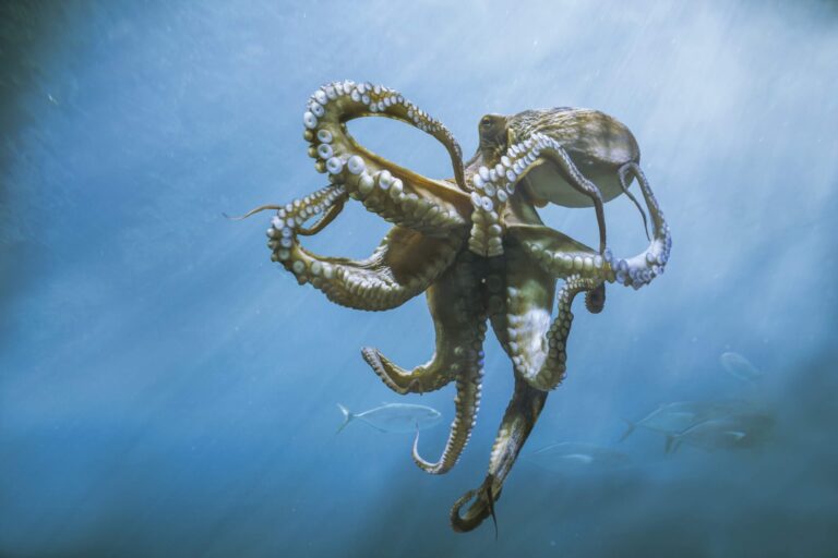 An octopus