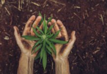 The latest attempt to legalize homegrown marijuana in Washington A small cannabis plant