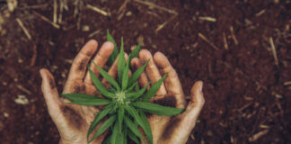 A small cannabis plant