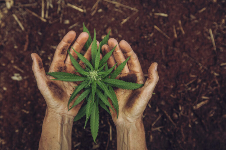A small cannabis plant