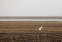 A snowy owl stands on the tundra of the Arctic National Wildlife Refuge’s coastal plain on June 29, 2018