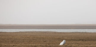 A snowy owl stands on the tundra of the Arctic National Wildlife Refuge’s coastal plain on June 29, 2018