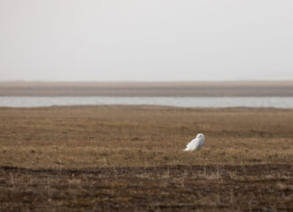 Washington and other Democratic-led states drop lawsuit against Arctic refuge oil drilling in Alaska A snowy owl stands on the tundra of the Arctic National Wildlife Refuge’s coastal plain on June 29, 2018