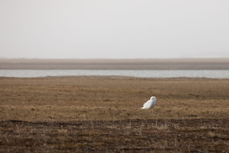 A snowy owl stands on the tundra of the Arctic National Wildlife Refuge’s coastal plain on June 29, 2018
