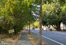 A tree-lined street in Tumwater. The City of Tumwater is part of a group of more than a dozen communities to get money from the federal government to boost their urban tree canopy