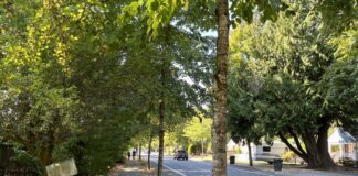 Urban tree funding axed in WA House budget proposal A tree-lined street in Tumwater. The City of Tumwater is part of a group of more than a dozen communities to get money from the federal government to boost their urban tree canopy