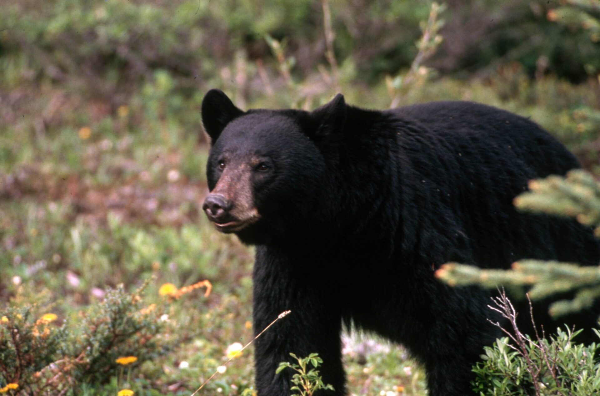 black bear