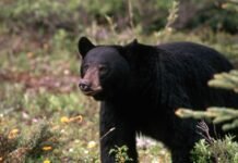 black bear