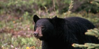 WA Fish and Wildlife saga deepens with claims of collusion black bear