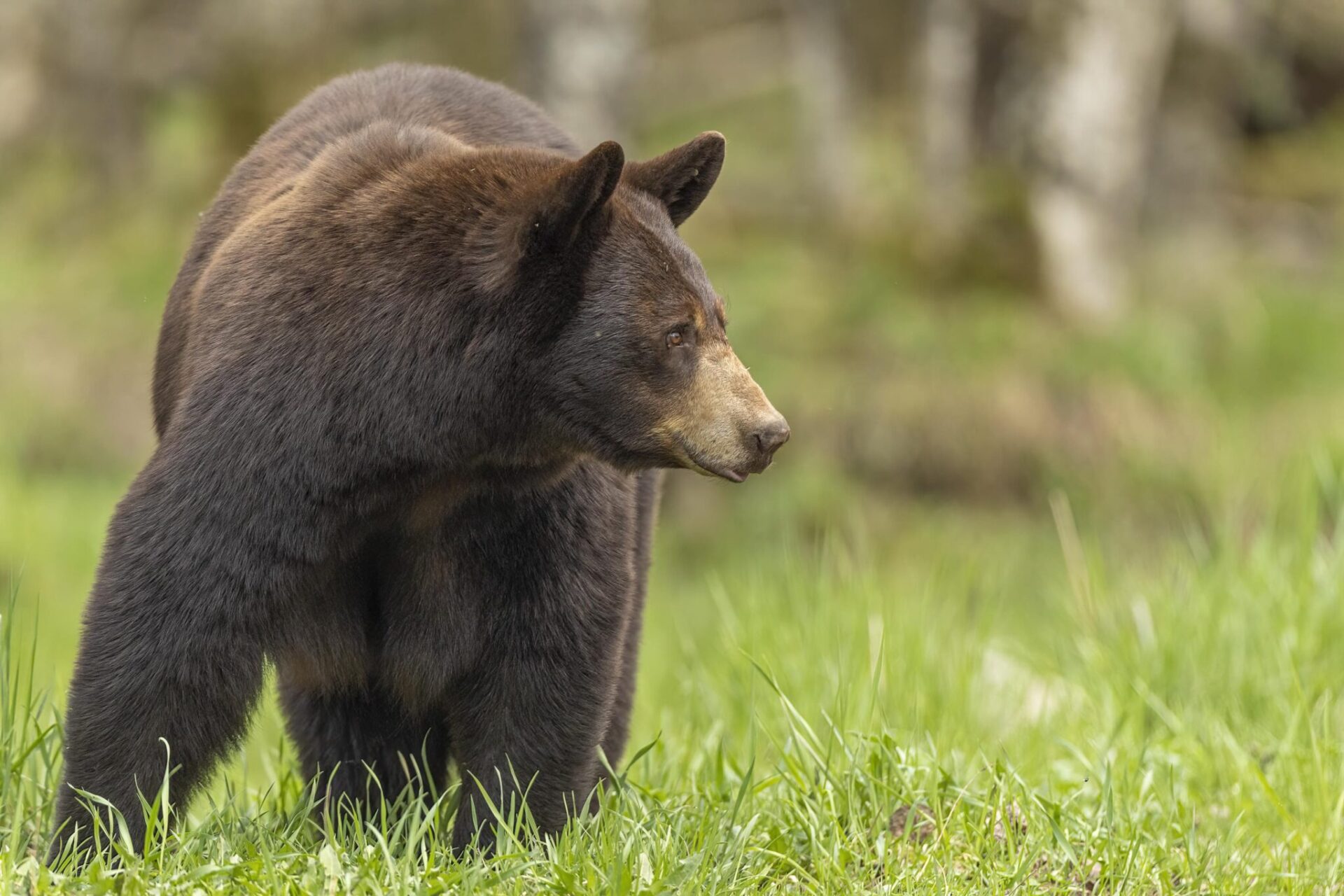 Black Bear taken in northern MN