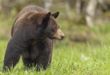 Black Bear taken in northern MN
