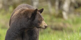 Black Bear taken in northern MN