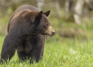 Black Bear taken in northern MN
