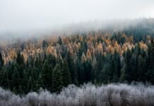 Forest Service plans to close two research labs in WA A foggy morning at Calispell Meadows on the Colville National Forest in northeast Washington