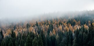 Forest Service plans to close two research labs in WA A foggy morning at Calispell Meadows on the Colville National Forest in northeast Washington