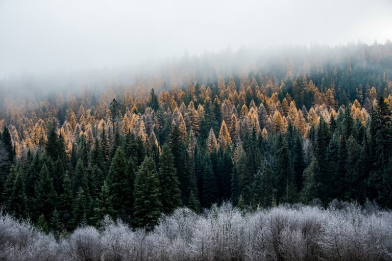 A foggy morning at Calispell Meadows on the Colville National Forest in northeast Washington
