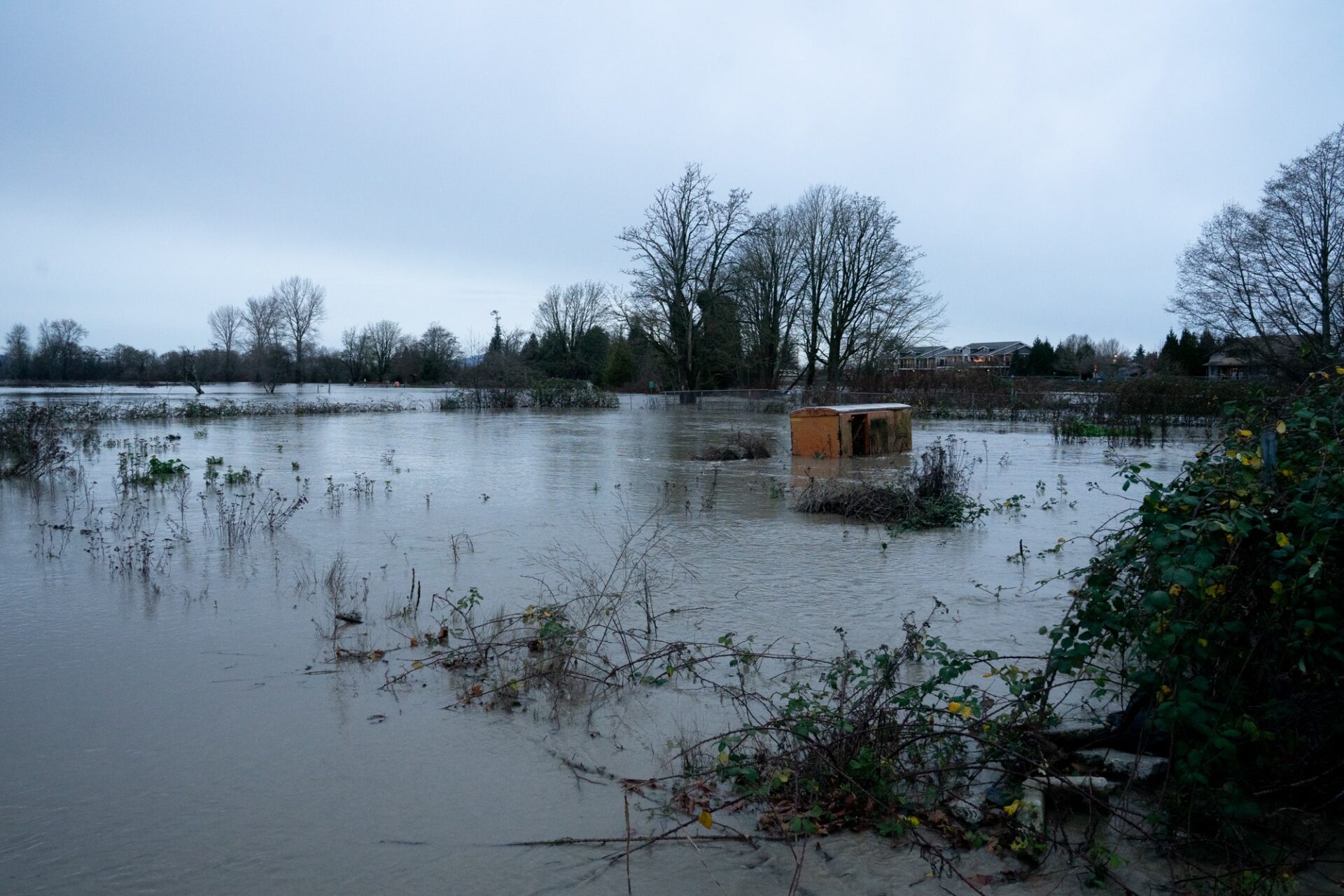Debris floats down the Nooksack River in Ferndale, in the flooded area around Hovander Homestead Park.