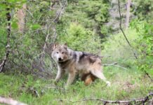 Gray wolf population in WA surges to highest recorded level A gray wolf.