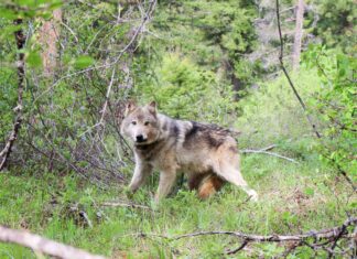 A gray wolf.