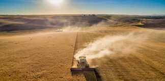 Dust rising from combine during barley harvest in Reardan, Washington