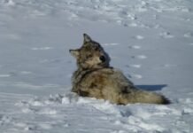 A gray wolf in snow.