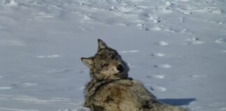 A gray wolf in snow.