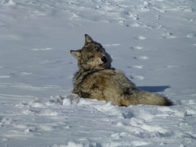 A gray wolf in snow.