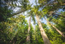 Tree stands in the Tree Well timber sale in the Elwha Watershed. Environmental groups are suing Washington’s Department of Natural Resources to block two timber sales, arguing the agency didn’t adequately assess how removing the trees would impact the watershed