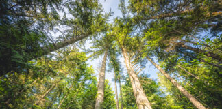 Tree stands in the Tree Well timber sale in the Elwha Watershed. Environmental groups are suing Washington’s Department of Natural Resources to block two timber sales, arguing the agency didn’t adequately assess how removing the trees would impact the watershed