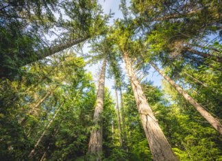 Environmental groups sue to stop 400 acres of logging in WA’s Elwha Watershed Tree stands in the Tree Well timber sale in the Elwha Watershed. Environmental groups are suing Washington’s Department of Natural Resources to block two timber sales, arguing the agency didn’t adequately assess how removing the trees would impact the watershed