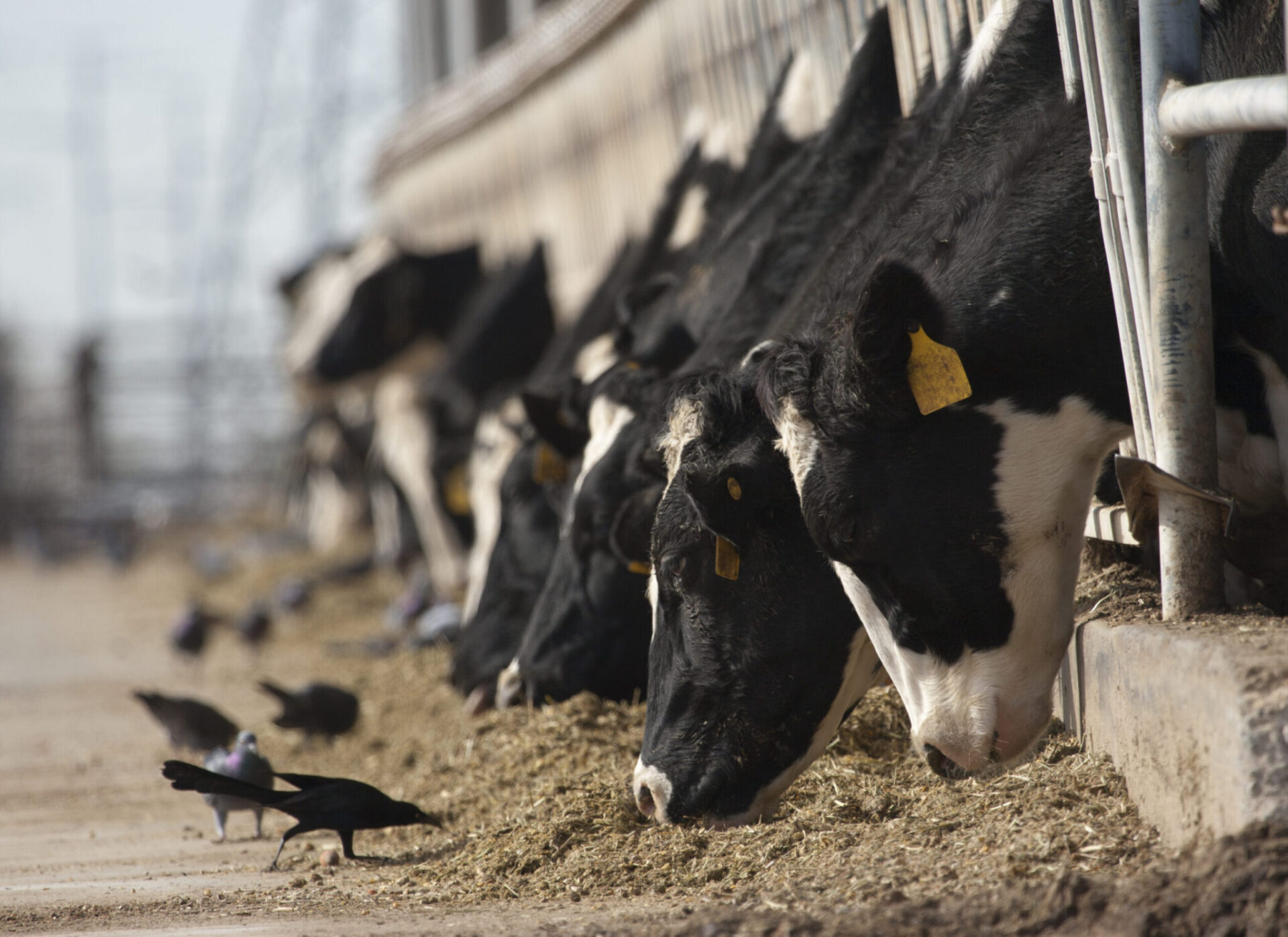 Dairy cow and black bird.