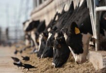 No signs of emerging New World screwworm threat in WA Dairy cow and black bird.